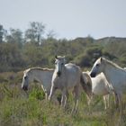 Camargue