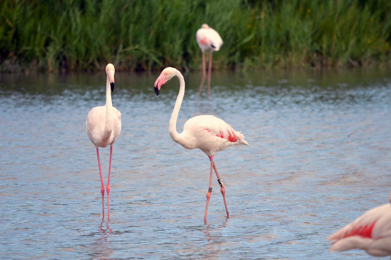 Camargue