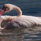 Camargue 5