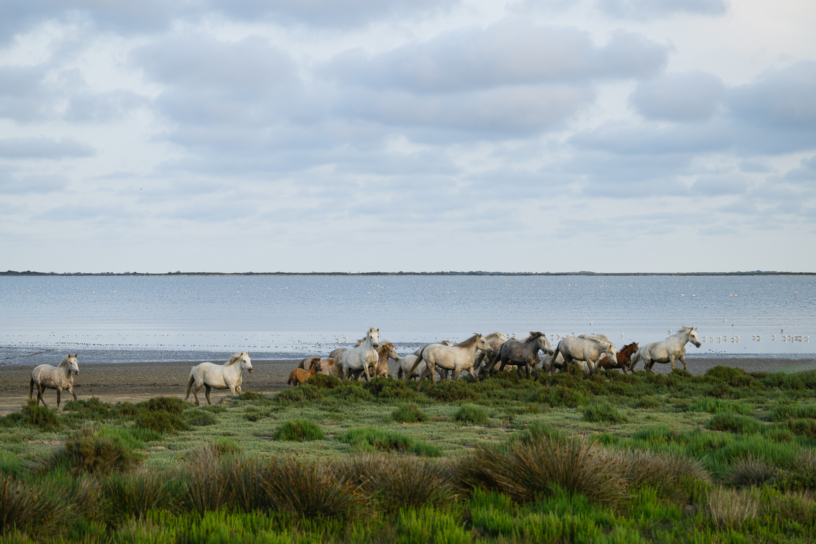 *** Camargue ***