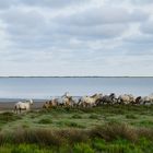 *** Camargue ***