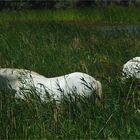 ...Camargue...