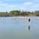 Camargue