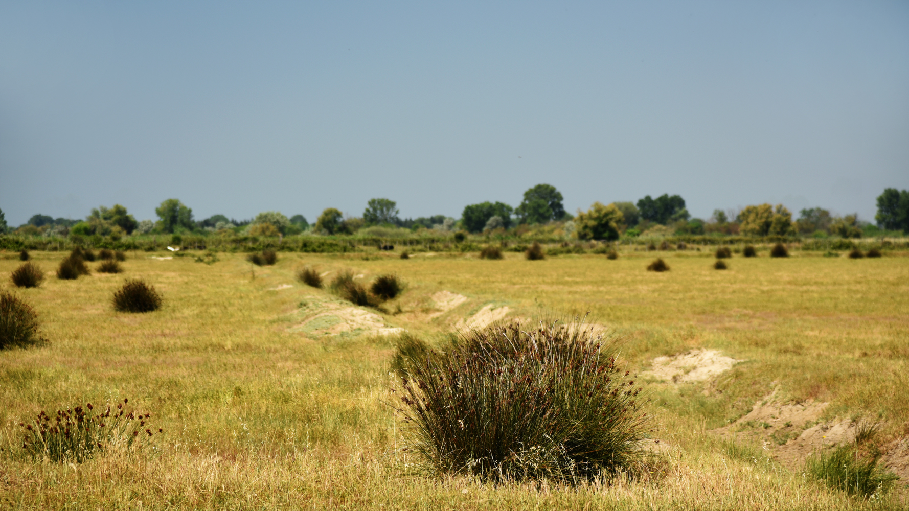 Camargue