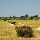 Camargue