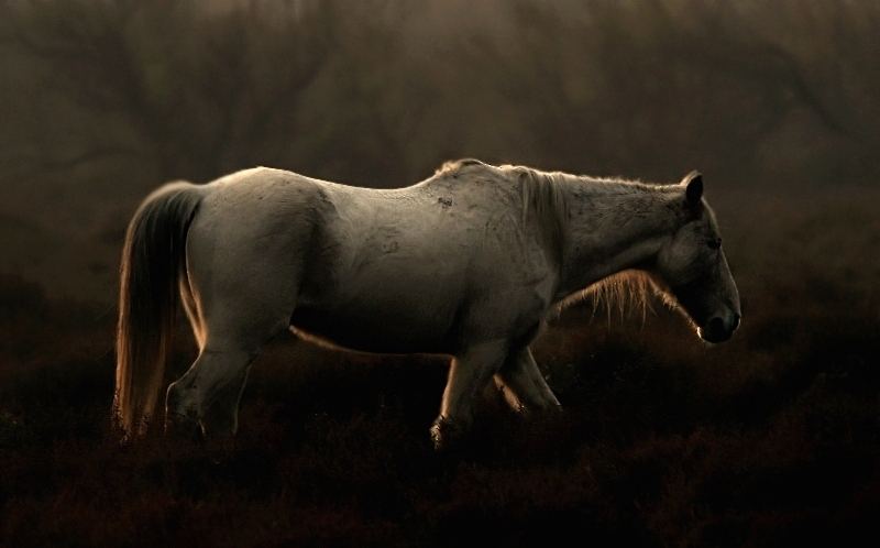 Camargue