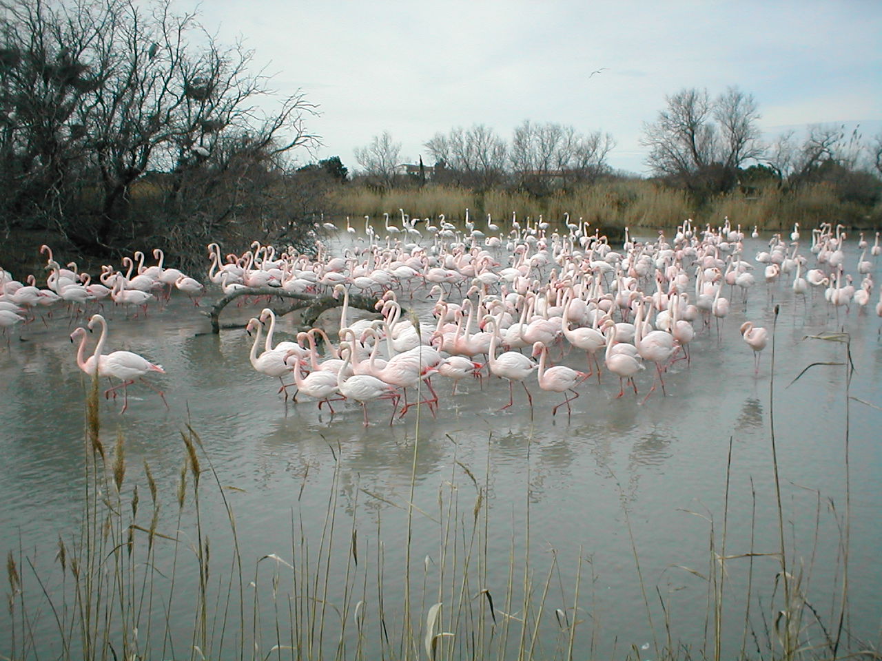 camargue