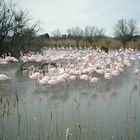 camargue