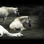 **Camargue**