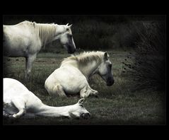 **Camargue**