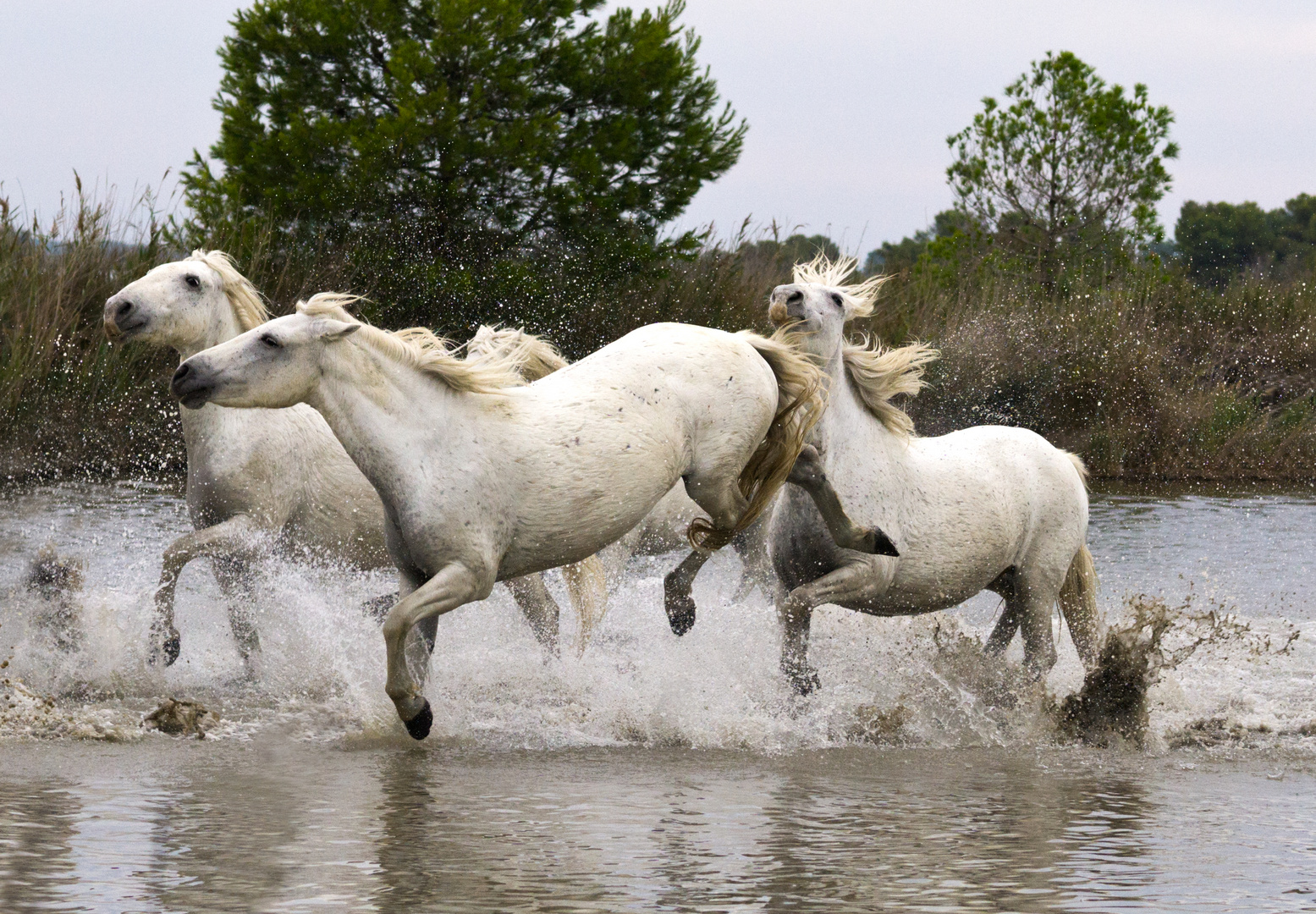 Camargue