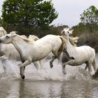 Camargue