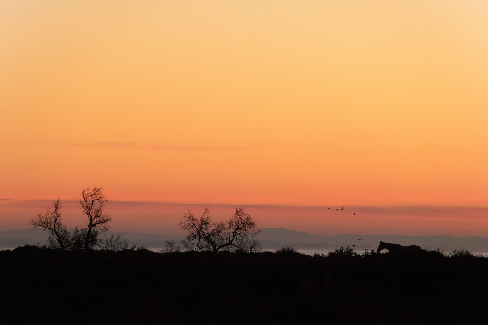 ***Camargue***