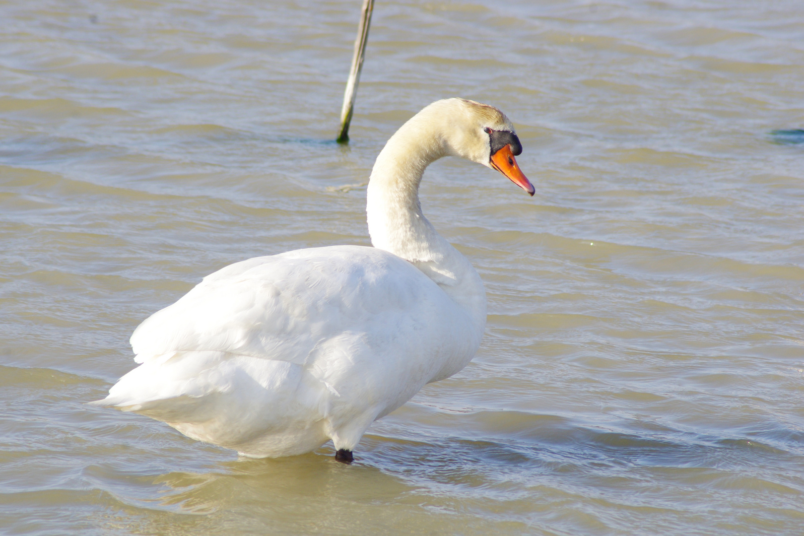 Camargue ...