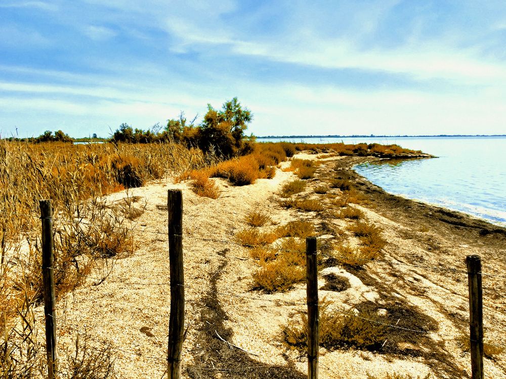 Camargue