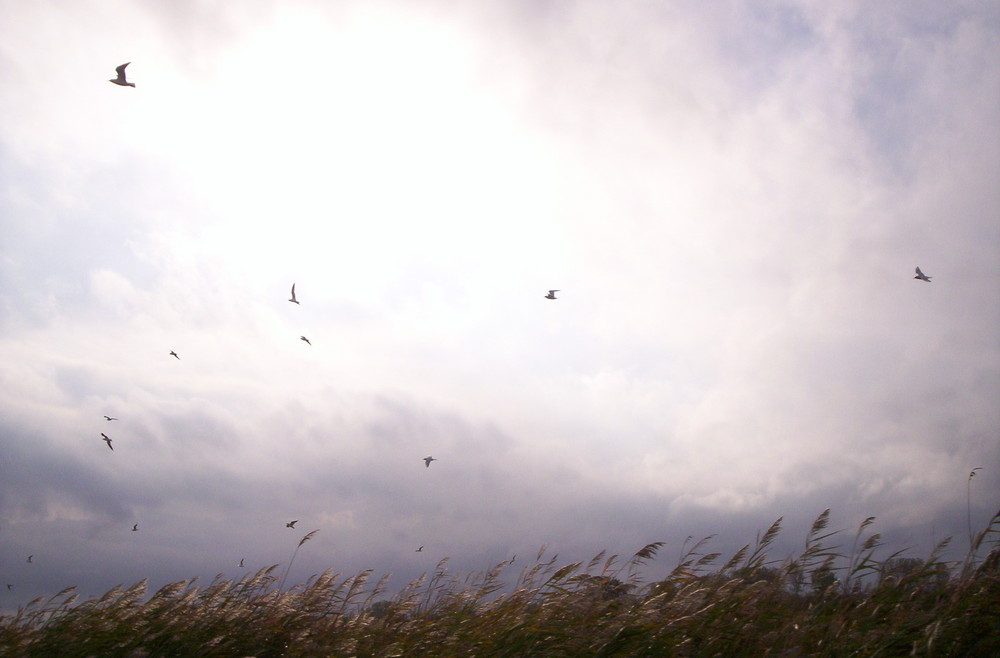 Camargue