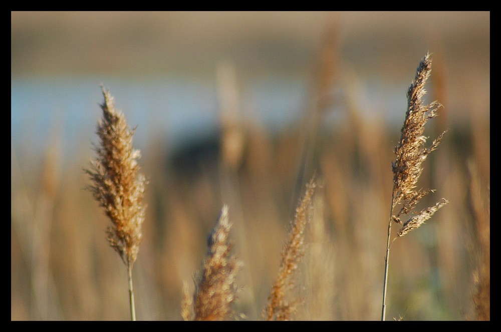 Camargue