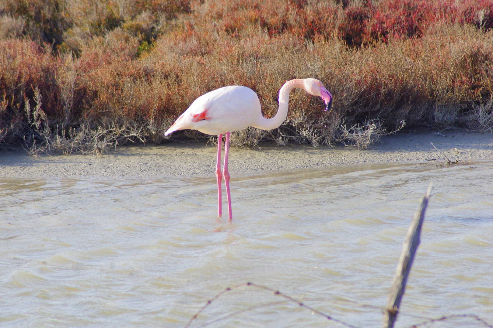 Camargue ...