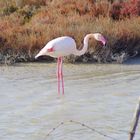 Camargue ...