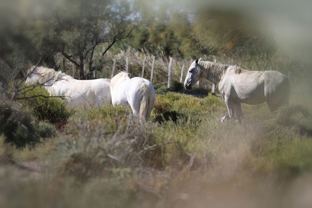 Camargue ...