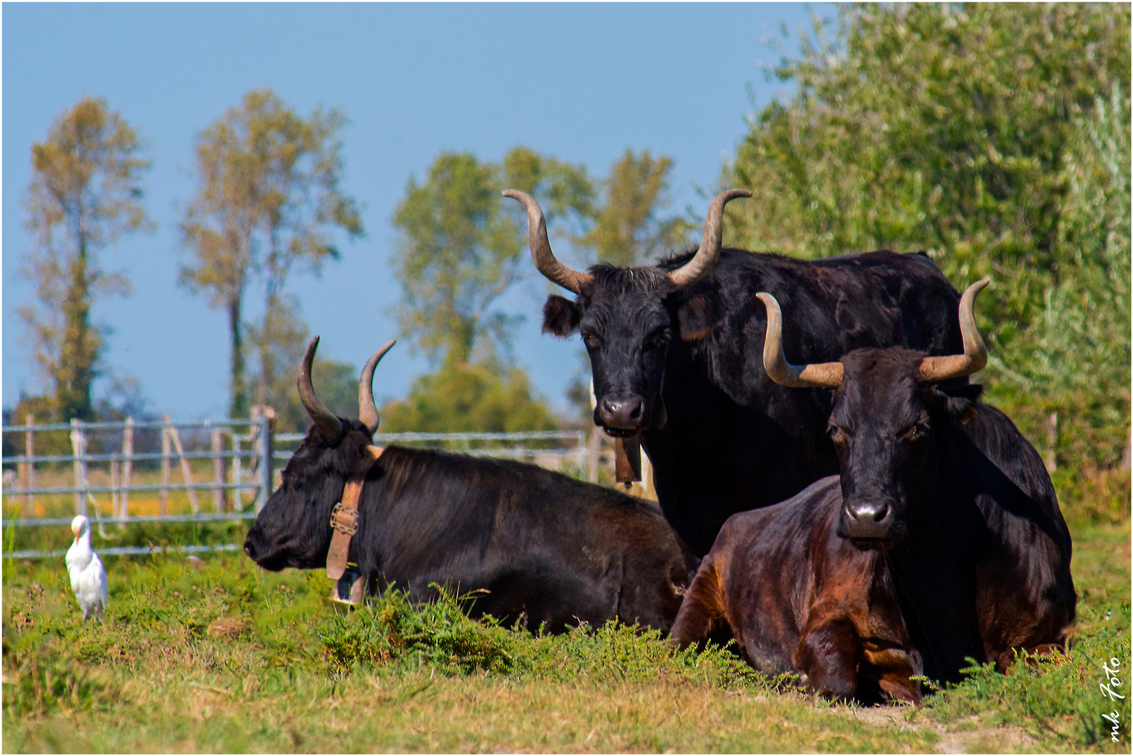 Camargue