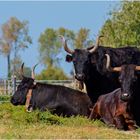 Camargue