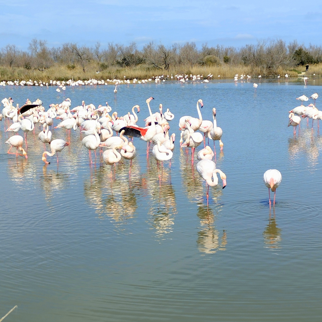 Camargue ...