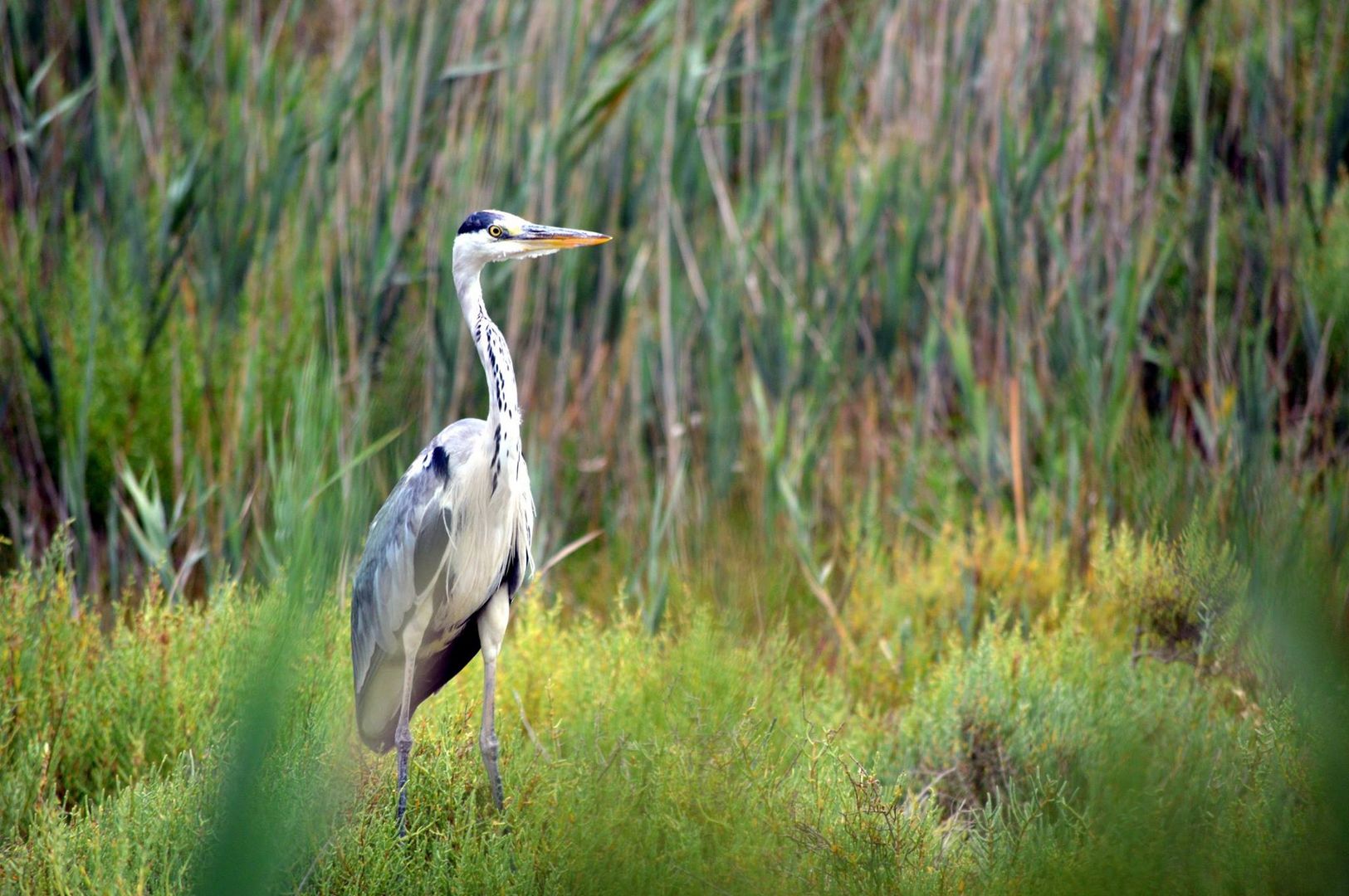 Camargue