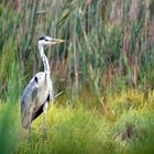 Camargue