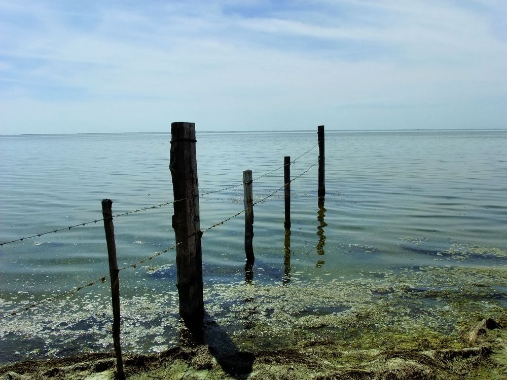 Camargue