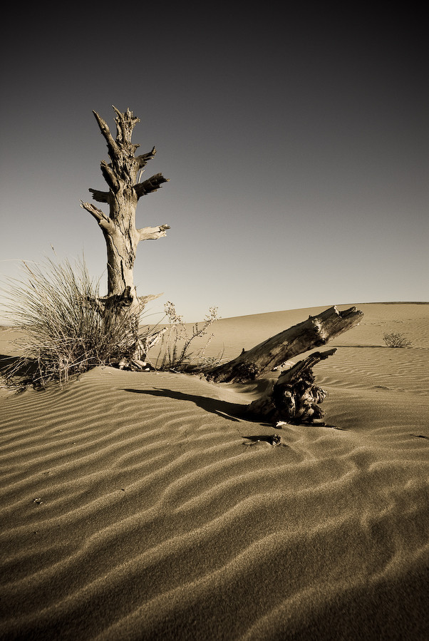 Camargue