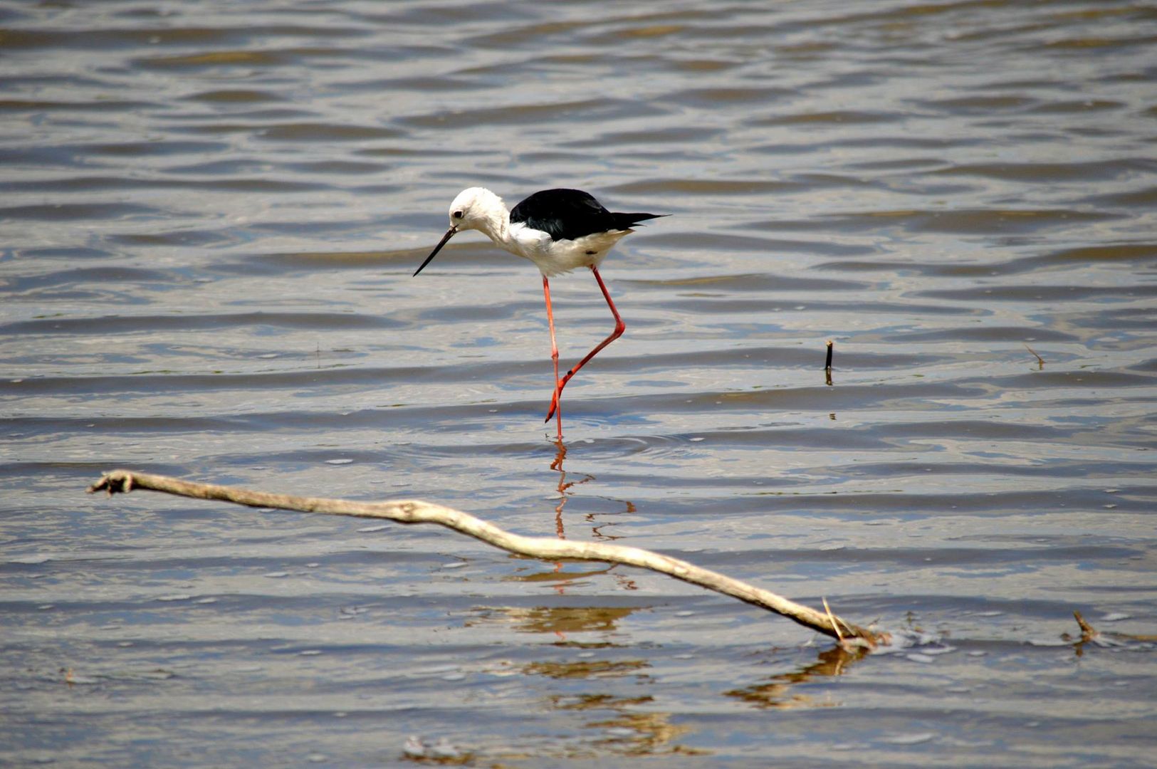 Camargue