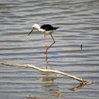 Camargue