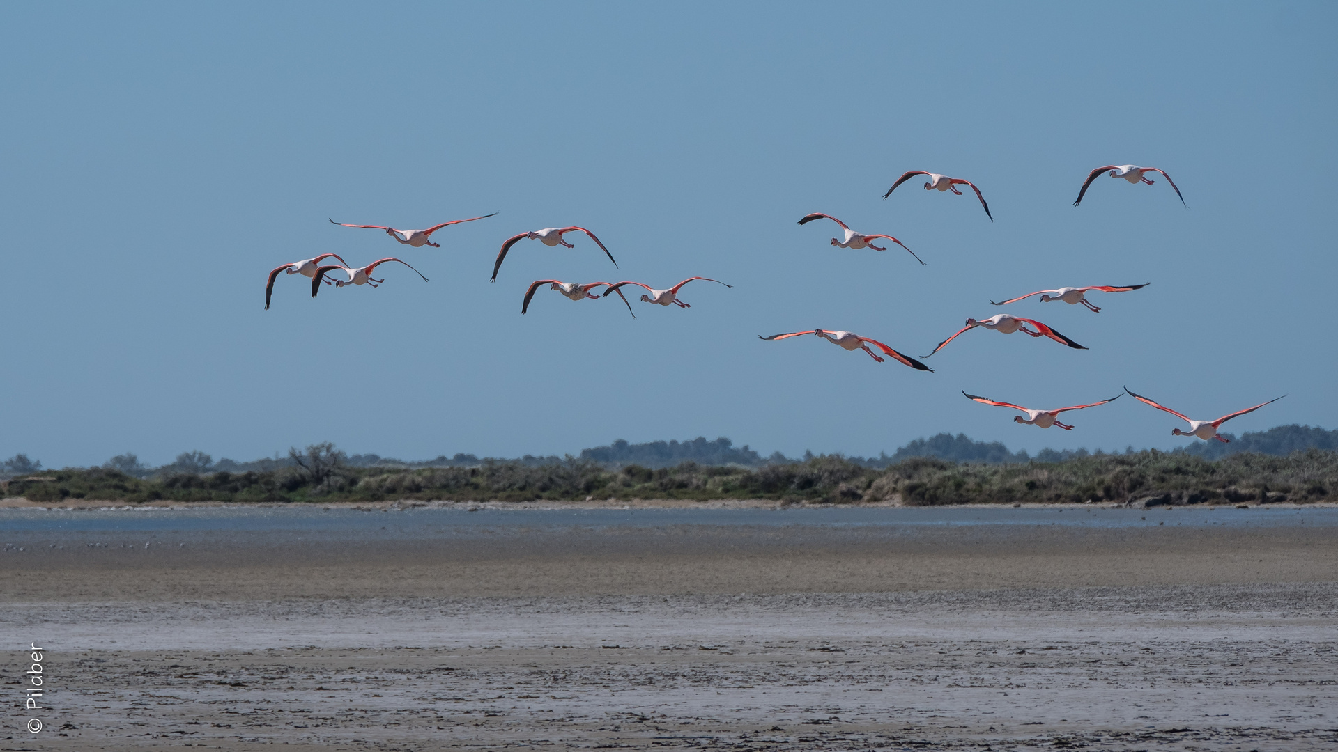 Camargue 8