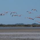 Camargue 8