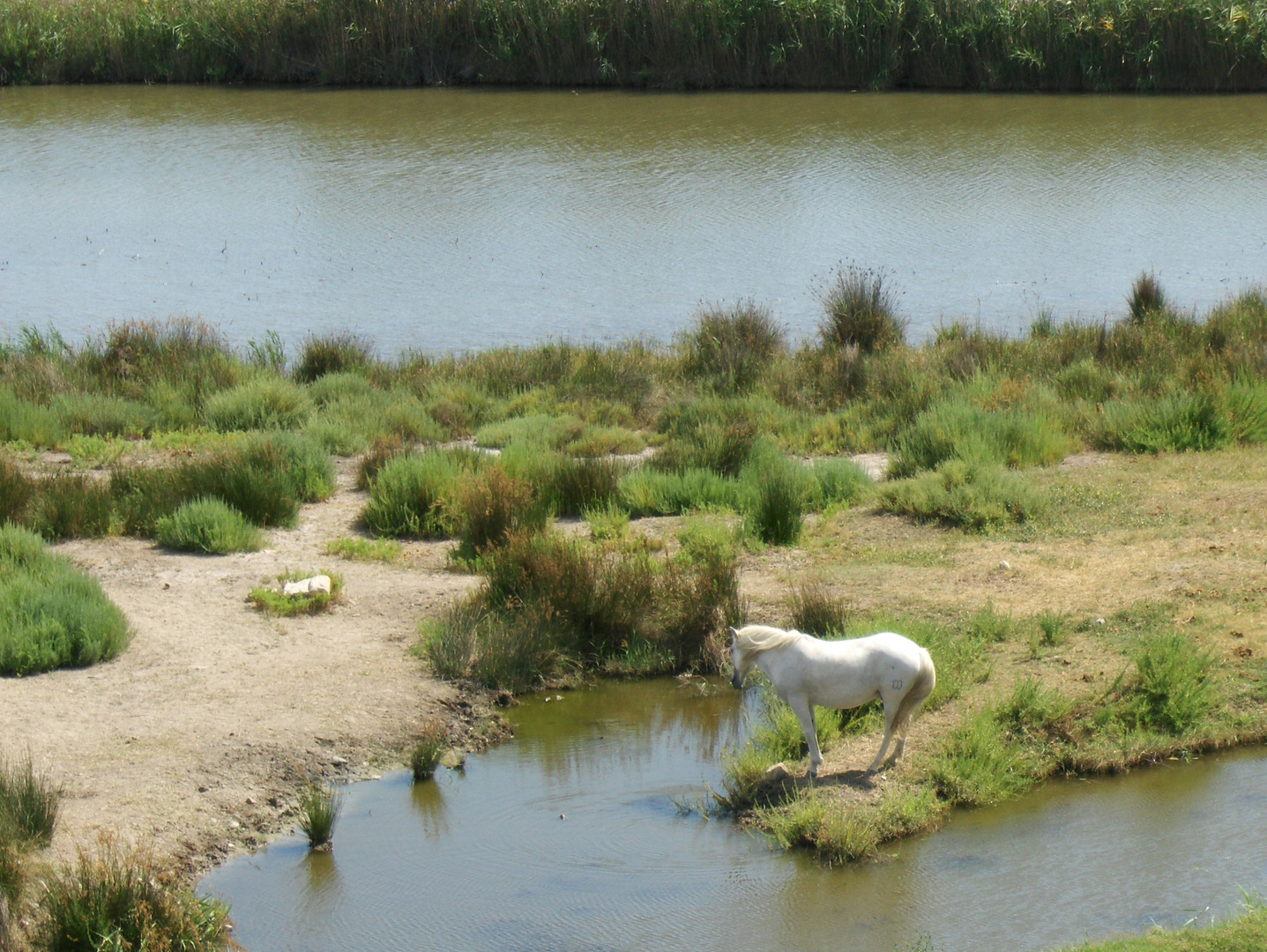 Camargue