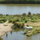 Camargue