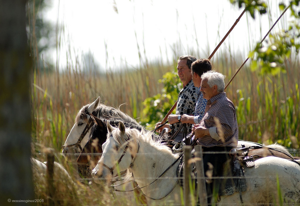 camargue