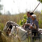 camargue