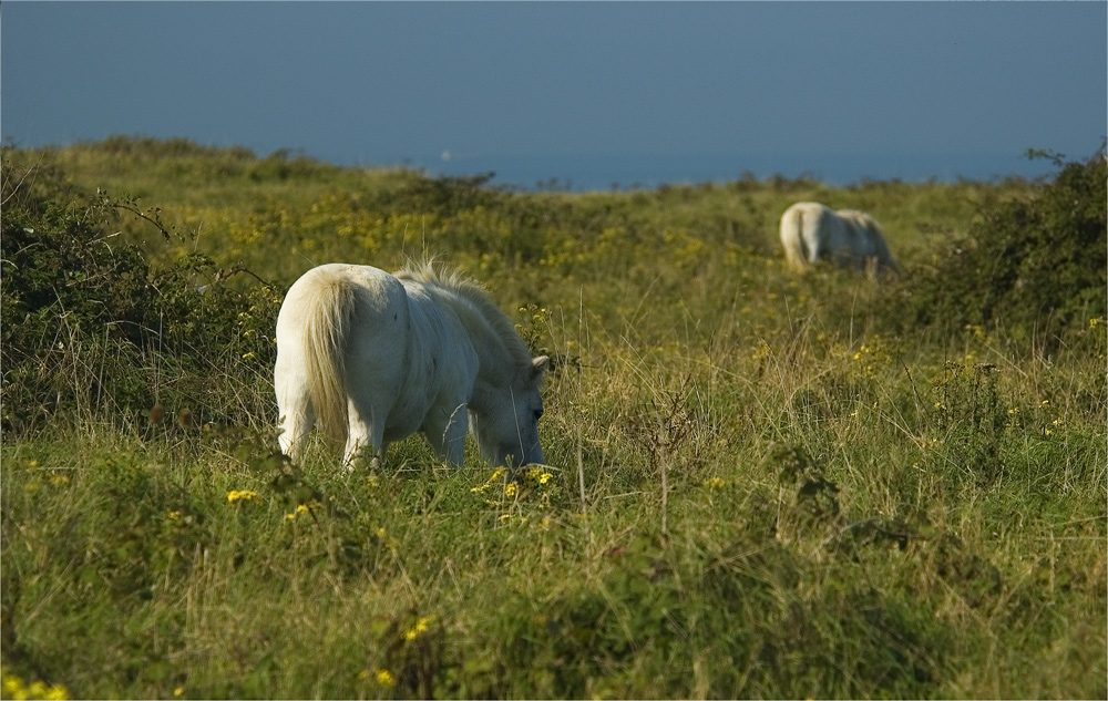 ...camargue...