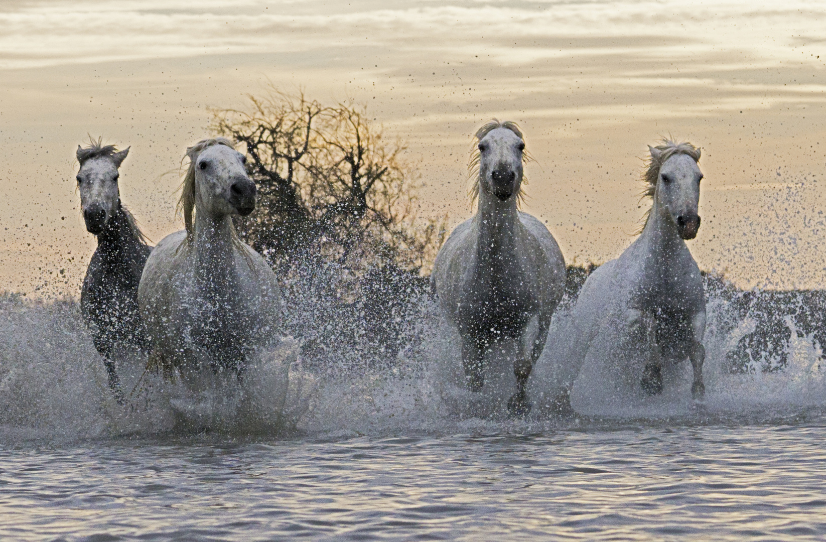 Camargue