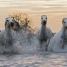 Camargue