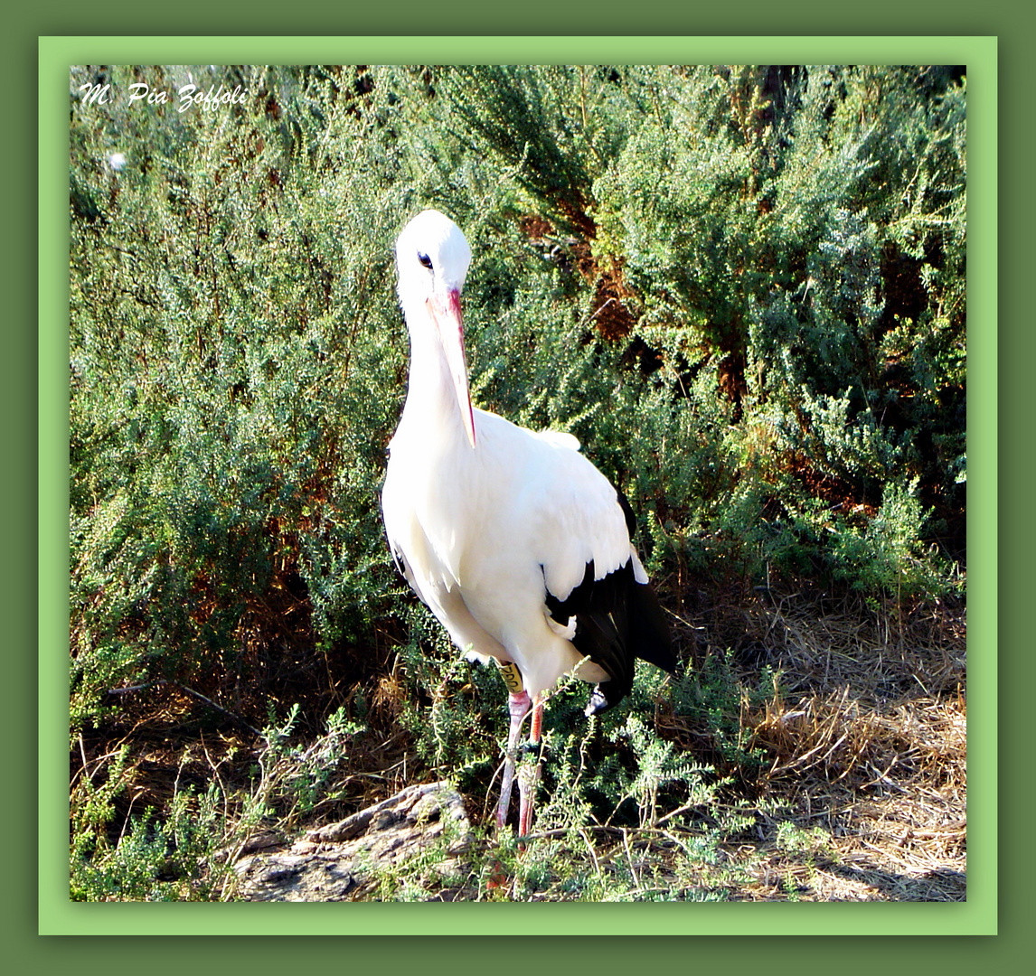 Camargue