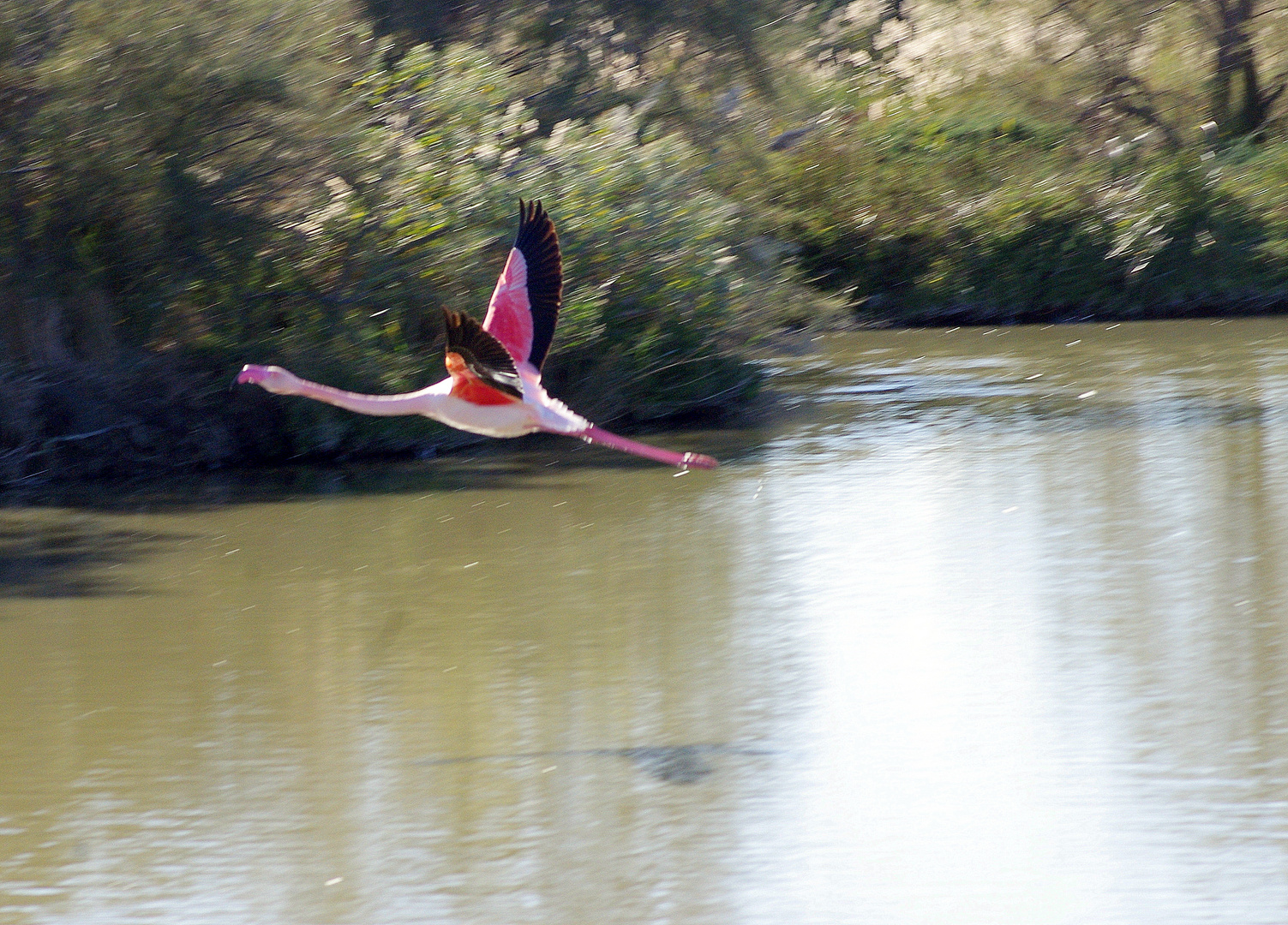 Camargue ....