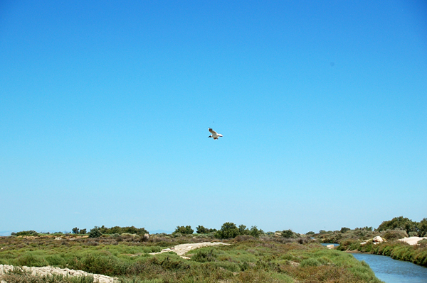 Camargue