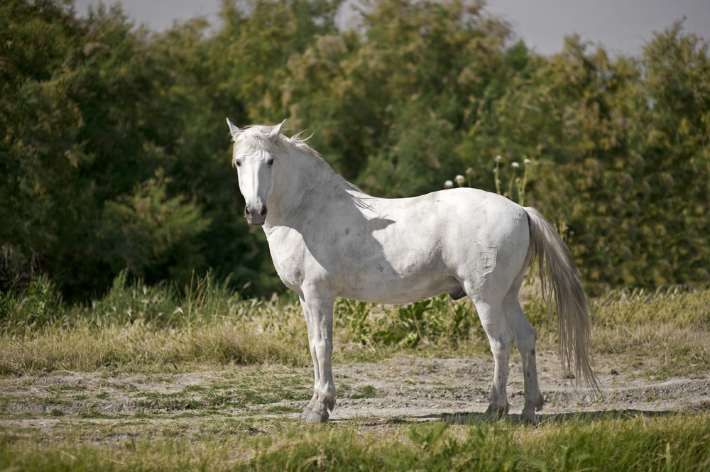 Camargue