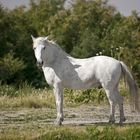 Camargue