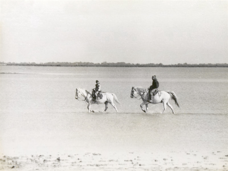 camargue