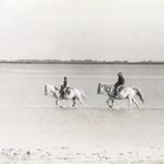 camargue