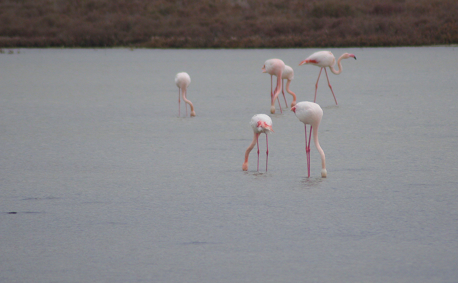 Camargue ....